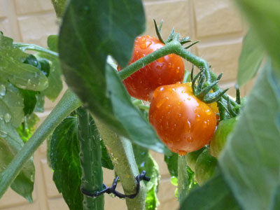 ベランダ菜園でプチトマトを収穫！