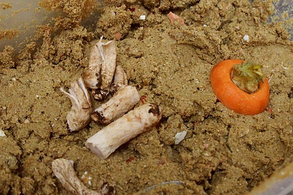 野菜のヘタなど、ぬか床にはいろいろ入っています。